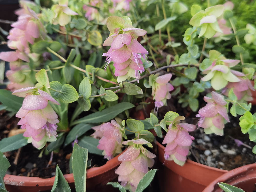 Origanum rotundifolium 'Kent Beauty'